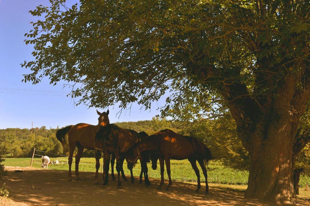 Bed and Breakfast Domaine De Belcayre Montauban Zewnętrze zdjęcie